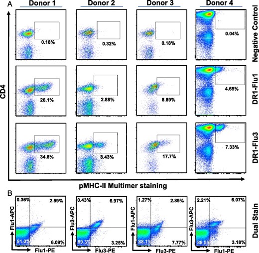 pMHC-II multimers with modified PFRs enable enhanced detection of expanded Ag-specific CD4+ T cells. PBMCs from 4 DR1+ donors were cultured with the HA306−318 (Flu1) peptide for 12 d. DR1-Gag multimers were used as a negative control. (A) Representative flow cytometry plots showing DR1-Flu1, or DR1-Flu3 multimer staining of DR1+ PBMCs cultured for 12 d. (B) Dual staining performed on donor 4 using DR1-Flu1-PE/DR1-Flu1-allophycocyanin, DR1-Flu3-PE/DR1-Flu3-allophycocyanin, DR1-Flu1-PE/DR1-Flu3-allophycocyanin, or DR1-Flu3-PE/DR1-Flu1-allophycocyanin multimer mixes.