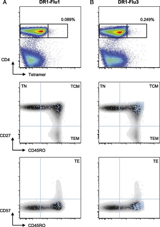 Phenotypic analysis of PBMCs stained with PFR-modified multimers after immunization with trivalent influenza vaccine. Top panels, Flow cytometry plots showing (A) DR1-Flu1 and (B) DR1-Flu3 multimer staining of PBMCs from a representative donor at day 7 postvaccination with the 2011–2012 trivalent influenza vaccine. Middle panels, Bivariate flow cytometry plots showing CD27 versus CD45RO expression on (A) DR1-Flu1 and (B) DR1-Flu3 multimer+ (blue dots) and multimer− (density plots) cells. Bottom panels, Bivariate flow cytometry plots showing CD45RO versus CD57 expression on (A) DR1-Flu1 and (B) DR1-Flu3 multimer+ (blue dots) and multimer- (density plots) cells. Multimer+ gate cut-offs were determined from the relevant fluorescence minus one (FMO) controls.