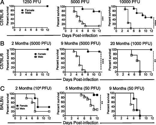 Male mice are more susceptible to MA15 infection than female mice. (A) Nine-month-old male and female mice were infected with 1250, 5000, or 104 PFU MA15, and survival was monitored for 12 d. (B) Two- and nine-month-old B6 male and female mice were infected with 5000 PFU MA15, and 18–20-mo-old B6 mice were challenged with 1000 PFU MA15. Survival was monitored for 12 dpi. (A and B) Data are derived from two independent experiments with four or five mice per group per experiment. (C) Two-month-old BALB/c mice and 5- and 9-mo-old BALB/c mice were infected with 104 and 50 PFU MA15, respectively, and were monitored for morbidity and mortality. Data are derived from two or three independent experiments with three to five mice per group per experiment (left and middle panels) and from one experiment with four or five mice per group (right panel). **p < 0.01, ***p < 0.001, ****p < 0.0001, log-rank test with 95% CI.