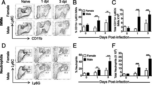 Increased IMM accumulation in the lungs of MA15-infected male mice. Mice were infected with 5000 PFU MA15 and analyzed for IMMs (A–C) or neutrophils (D–F) in the lungs on days 0, 1, and 3 p.i. Representative FACS plots show the percentage of IMMs (A) and neutrophils (D) in the lings. Bar graphs show the percentage and total number of IMMs (B and C) and neutrophils (E and F) at different time p.i. Data are representative of two independent experiments with four mice per group per experiment. Statistical significance was determined as described in Materials and Methods. **p < 0.01, ***p < 0.001.