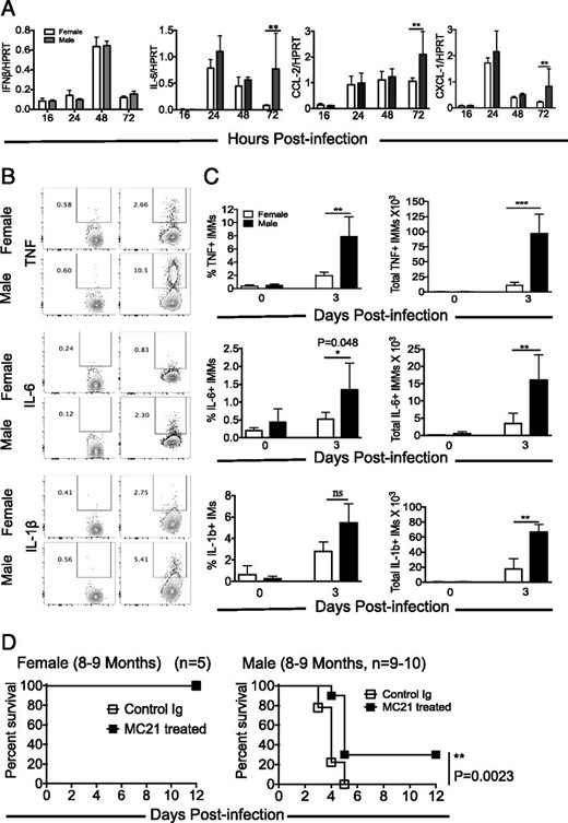 Enhanced proinflammatory cytokines/chemokines in the lungs of MA15-challenged male mice. Eight- to nine-month-old male and female mice were infected with 5000 PFU MA15. (A) mRNA levels of antiviral and proinflammatory cytokines/chemokines in the lungs were measured at different times p.i. Data were obtained from four or five mice per group. FACS plots (B) and bar graphs (C) show the percentage and number of cytokine-producing IMMs in the lungs of male and female mice on day 3 p.i. following a 7-h ex vivo incubation in the presence of brefeldin A. (D) Nine-month-old female and male mice were treated with control Ig or MC21 Ab (anti-CCR2, depletes IMMs) at −6 h and day 1. These mice were infected with 4000 PFU MA15, and survival was recorded. (B–D) Data represent two independent experiments with four or five mice per group per experiment. Statistical significance was determined as described in Materials and Methods. *p < 0.05, **p < 0.01, ***p < 0.001. ns, not significant.