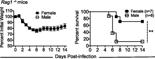 Enhanced susceptibility of male mice to MA15 infection is independent of T and B cell response. Seven-to eight-month-old male and female RAG1−/− mice were challenged with 1750 PFU MA15 and monitored for morbidity and mortality for 14 d. Data are derived from seven or eight mice per group. **p < 0.01, log-rank test with 95% CI.