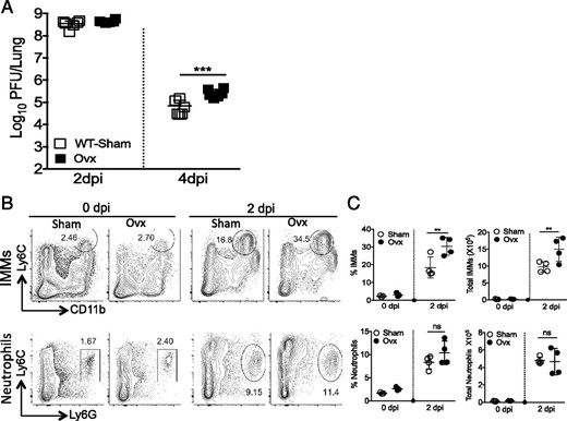 Virus titer and IMM accumulation in ovariectomized female mice. Nine-month old control or ovariectomized mice were infected with 5000 PFU MA15, and virus titers and inflammatory cell accumulation were analyzed. (A) Lung virus titers in 9-mo-old male and female mice at days 2 and 4 p.i. (B and C) IMM and neutrophil accumulation in the lungs at day 2 p.i. Data are derived from two independent experiments with three or four mice per group per experiment (A) or are representative of two independent experiments with three or four mice per group per experiment (B and C). Statistical significance was determined as described in Materials and Methods. **p < 0.01, ***p < 0.001. ns, not significant.