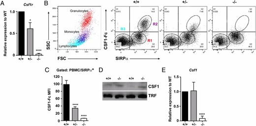 Expression of Csf1r and Csf1 in rats. (A) cDNA was prepared from total splenic RNA and Csf1r expression analyzed by qRT-PCR (n = 7+/+, 7+/−, and 3−/−). (B) Whole EDTA blood was used to analyze SIRPα expression and binding of CSF1R to its ligand (CSF1-Fc) by flow cytometry. Regions R1–R3 highlighted in Csf1r+/+ rat blood were back-gated onto a forward versus side scatter (FSC/SSC) dot plot to highlight the three main cell populations in blood. (C) Combined mean fluorescent intensity of CSF1-Fc binding in SIRPα+ monocytes (n = 6+/+, 8+/−, and 5−/−). (D) Protein lysates were prepared from EDTA plasma (female adults) and assessed for CSF1 expression by Western blot. An anti-transferrin (TRF) Ab was used as the loading control. (E) cDNA was prepared from total spleen RNA and Csf1 expression analyzed by qRT-PCR (n = 7+/+, 7+/−, and 3−/−). Graphs show the mean + SEM. Significance compared with wild type is indicated by *p = 0.015 and ****p < 0.0001 using a t test.
