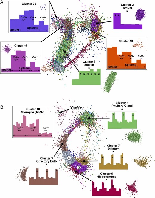 Network analysis of gene expression in the spleen and brains of Csf1r deficient rats. RMA-normalized microarray data from Supplemental Table I was analyzed with Graphia Pro. Edges have been removed for ease of visualization. Nodes allocated to the same cluster are the same color. Histograms show the averaged expression patterns of all genes in the cluster. Boxed clusters refer to genes affected by loss of Csf1r. Unboxed clusters refer to genes that are tissue specific (*). (A) Key clusters from spleen. All known genes in which no sample reached an intensity of 20 were excluded. Analysis was performed at a Pearson correlation coefficient ≥0.95 (12,305 nodes making 1,746,925 edges). Clustering was performed at an inflation of 2.0 with a minimum cluster size of 10. (B) Key clusters from brain. All known genes in which no sample reached an intensity of 20 were excluded. Analysis was performed at a Pearson correlation coefficient ≥0.85 (11,833 nodes making 3,617,804 edges). Clustering was performed at an inflation of 2.0 with a minimum cluster size of 10. Three clusters (circled numbers) shared gene expression with multiple brain regions: cluster 2 (striatum and hippocampus), cluster 4 (olfactory bulb, striatum, and hippocampus), and cluster 6 (olfactory bulb and pituitary gland). Histograms for these clusters are shown in Supplemental Table I.