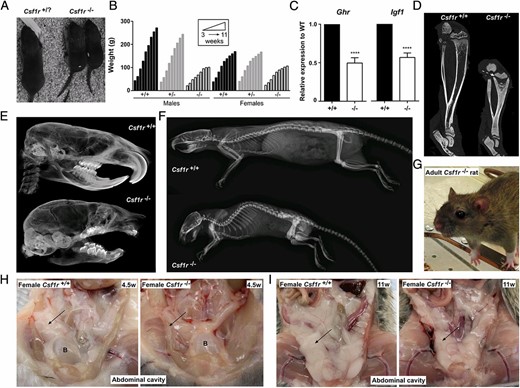 Gross phenotype of Csf1r−/− rats. (A) Two Csf1r−/− rat pups and a littermate control at postnatal day 11. (B) Rats were weighed weekly following weaning at P21. For males, n = 5+/+, 8+/−, and 3−/−. For females, n = 7+/+, 4+/−, and 8−/−. Animals culled prior to 11 wk of age were included in the analysis. Graph shows the mean + SEM. (C) Total RNA was isolated from livers of wild type (+/+) and Csf1r−/− rats (n = 6) for analysis of Ghr and total Igf1 expression via qRT-PCR. There were equal numbers of males and females, four animals were adults, and two were 18 d old in each group. Graph shows the mean + SEM for pairwise comparison with age- and sex-matched littermate controls. Absolute values did not differ markedly between males and females or ages. Significance compared with wild type is indicated by ****p < 0.0001 using a t test. (D) Lower limbs from 7-wk males were fixed in 10% buffered formalin and analyzed for bone density by μCT. Dotted arrow indicates growth plate. (E) Skulls from 7-wk males were scanned by μCT. (F) Rats were analyzed by radiography at 6 mo of age. μCT images are from females, which are representative of both sexes. (G) An adult female Csf1r−/− rat with bulging eyes. Representative photograph of the abdominal cavities of 4.5-wk-old (H) and 11-wk-old (I) females. Arrow points to visceral fat in the wild type (left) and absence or reduction of visceral fat in Csf1r−/− rat (right). Images are also representative of males. B, bladder.