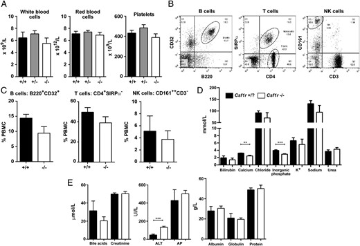 Further analysis of Csf1r-deficient rat blood. (A) Whole EDTA blood was used to determine the total number of WBCs, RBCs, and platelets from male and female rats aged between 6 and 12 wk (n = 6+/+, 11+/−, and 8−/−). (B) Whole EDTA blood was analyzed by flow cytometry to identify B, T, and NK cells. Dot plots show gating strategy for each cell type using Csf1r +/+ blood. Cells were gated on the PBMC population by forward versus side scatter (FSC/SSC). Quadrants were determined with isotype controls (n = 5+/+ and 6−/−). (C) Graphs shows the mean + SEM. p = 0.09, 0.23, and 0.63 for B, T, and NK cells, respectively. (D and E) Serum from male and female rats aged 2–4 wk was analyzed (n = 5 per genotype). Graphs shows the mean + SEM. **p = 0.0018, ***p = 0.0010 (inorganic phosphate) and 0.0007 (ALT). ALT, alanine aminotransferase; AP, alkaline phosphatase, K+, potassium.