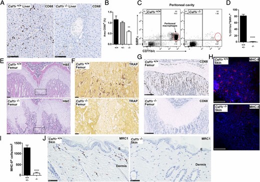 Analysis of tissue macrophages in Csf1r-deficient rats. (A) Formalin-fixed and paraffin-embedded livers were stained with an Ab against CD68. Whole slide images were produced with a NanoZoomer slide scanner and exported as jpeg files with NDP.view2 software. Scale bar, 100 μm. (B) The area of CD68+ cells was determined from 10 images per liver (at original magnification ×20) using ImageJ (n = 7+/+, 4+/−, and 9−/−). Graph shows mean + SEM. Significance compared with wild type is indicated by **p = 0.0035 using a t test. (C) Peritoneal cavity cells were analyzed by flow cytometry for expression of SIRPα and CD11b/c. Dead cells were excluded with propidium iodide, and quadrants were set with isotype controls. (D) Graph shows mean + SEM of CD11b/c+SIRPα+ peritoneal macrophages. Significance compared with wild type/heterozygotes is indicated by ****p < 0.0001 using a t test (n = 3). Decalcified femurs from adult rats were either stained with (E) H&E or stained for expression of (F) TRAP and (G) CD68. The boxed growth plate in (E) shows the area of TRAP staining. Images are representative of five rats per genotype. Scale bar, 200 μm (H&E), 500 μm (CD68), or 50 μm (TRAP). Whole slide images were produced with a NanoZoomer slide scanner and images exported with NDP.view2 software. (H) Epidermal sheets were prepared from the ears of adult rats and immunostained for MHC-II (red). Nuclear staining was performed using Hoechst 33258 (blue). Epidermal sheets were imaged as z-stacks (25 μm) using a Zeiss LSM710 confocal microscope. MHC-II and nuclei signals were acquired with 633 and 405 nm lasers, respectively. (I) Maximum intensity projections were produced from the z-stacks and MHC-II+ cells were quantified as per (102). Graph shows mean +SEM. Significance compared with wild type/heterozygotes is indicated by ****p < 0.0001 using a t test. Images are representative of four rats per genotype, two z-stacks analyzed per rat. Scale bar, 50 μm. (J) Formalin-fixed and paraffin-embedded dorsal skin was immunostained for MRC1 expression. Image is representative of 2+/+ and 3−/− adult rats per genotype and two repeat experiments. Arrows point to MRC1+ dermal macrophages. Whole slide images were produced with a NanoZoomer slide scanner and images exported with NDP.view2 software. Scale bar, 50 μm. E, epidermis.
