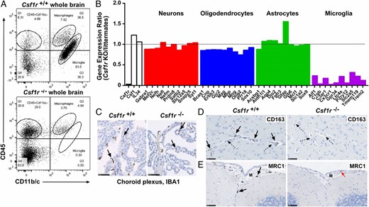 Further analysis of brains from Csf1r−/− rats. (A) Single-cell suspensions of brain were depleted of myelin and analyzed by flow cytometry for CD11b/c and CD45 expression. Dead cells were excluded with propidium iodide, and blood granulocytes were excluded from Csf1r−/− samples via forward versus side scatter (FSC/SSC). Quadrants were determined using isotype controls. Image is representative of six rats per genotype. (B) Microarray data from dissected striatum, hippocampus, olfactory bulbs, and pituitary gland were used to determine expression ratios for genes associated with the major cell populations of the brain. (C) Choroid plexuses from adult brains stained with an Ab against IBA1. Images are representative of seven rats per genotype. Arrows point to IBA1+ choroid plexus macrophages. Sclae bar, 50 μm (D) Adult brains were stained with an Ab against CD163. Images are representative of seven rats per genotype. Solid arrows point to CD163+ perivascular macrophages. Dotted arrows point to blood vessels. Scale bar, 50 μm. (E) Adult brains were stained with an Ab against MRC1. Images are representative of seven rats per genotype. Solid arrows point to MRC1+ meningeal macrophages in the Csf1r+/+ rat brain. Red arrow points to a monocyte in the Csf1r−/− meninges (M). Scale bar, 50 μm. Whole slide images were produced with a NanoZoomer slide scanner and analyzed with NDP.view2 software (Hamamatsu Photonics).