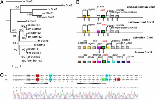 FIGURE 1. Genomic structure of the stat1 and stat2 loci in salmonid fish. (A) Phylogenetic tree of Stat1 and Stat2 in rainbow trout and Chinook salmon. The evolutionary history was inferred using the neighbor-joining method. The bootstrap consensus tree inferred from 500 replicates is taken to represent the evolutionary history of the taxa analyzed. Branches corresponding to partitions reproduced in <50% bootstrap replicates are collapsed. The percentage of replicate trees in which the associated taxa clustered together in the bootstrap test (500 replicates) are shown next to the branches. The evolutionary distances were computed using the JTT matrix-based method and are in the units of the number of amino acid substitutions per site. The rate variation among sites was modeled with a γ distribution (shape parameter = 1). (B) Synteny analysis of the stat2 locus in Chinook salmon, rainbow trout, zebrafish, and human. (C) Location of the two sgRNA (represented in pink by ####) and chromatogram obtained from direct sequencing of purified PCR product amplified from genomic DNA purified from GS2 cells. The intronic and exonic sequences are in lower and upper case, respectively. The intron 1 acceptor site is in gray, and the protospacers are in cyan. The 2-nt deletion is highlighted in green, the start and premature stop codons are in red.