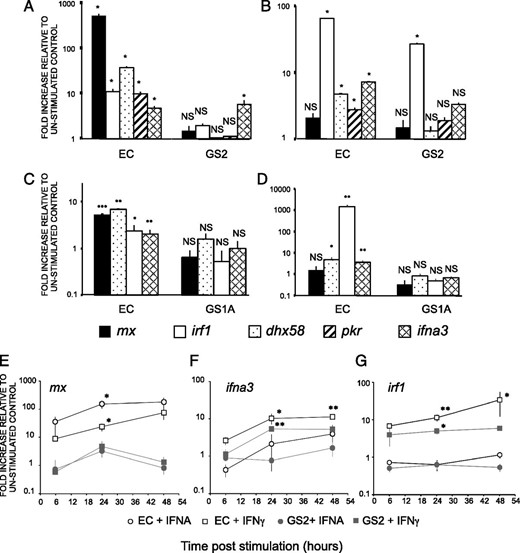 FIGURE 2. Gene expression in EC and GS2 cell line after IFNA2 or IFNG1 stimulation. Expression levels of ISGs mx, irf1, dhx58, and ifna3 ISGs measured by QPCR in EC and GS2 cell lines after 30 h induction with recombinant rainbow trout type I (IFNA2) (A) or type II (IFNG1) (B) IFN. Expression levels of ISGs mx, irf1, dhx58, and ifna3 ISGs measured by QPCR in EC and GS1A cell lines after 30 h induction with recombinant rainbow trout type 1 (IFNA2) (C) or type II (IFNG1) (D) IFN. The GS1A cell line has been obtained using a similar approach than GS2 (Supplemental Fig. 1) * indicates level of significance of the fold increase versus corresponding control. Kinetics of induction of mx (E), irf1 (F), and ifna3 (G) genes in EC or GS2 cells after 6, 24, or 48 h stimulation with IFNA2 (IFNA) or IFNG1 (IFN-γ). Data represent average FC (n = 3) relative to the corresponding unstimulated control.
