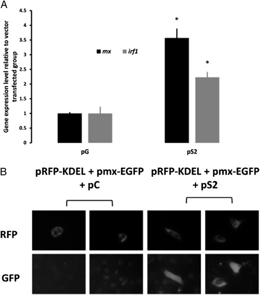FIGURE 3. Restoration of STAT2 function in GS2 cells. (A) Gene expression levels of mx and irf1 in GS2 cells that were transfected with plasmids overexpressing either mEGFP (pG) or Stat2 (pS2) after 24 h. The results are presented related to the pG group and therefore show the fold increase (*p < 0.05, n = 3). (B) Fluorescence of GS2 cells cotransfected with pRFP-KDEL (transfection control), pmx-EGFP (reporter for IFN activation), pS2 (rescue plasmid expressing STAT2), or pCont (empty vector) after 40 h stimulation with rIFNA2.