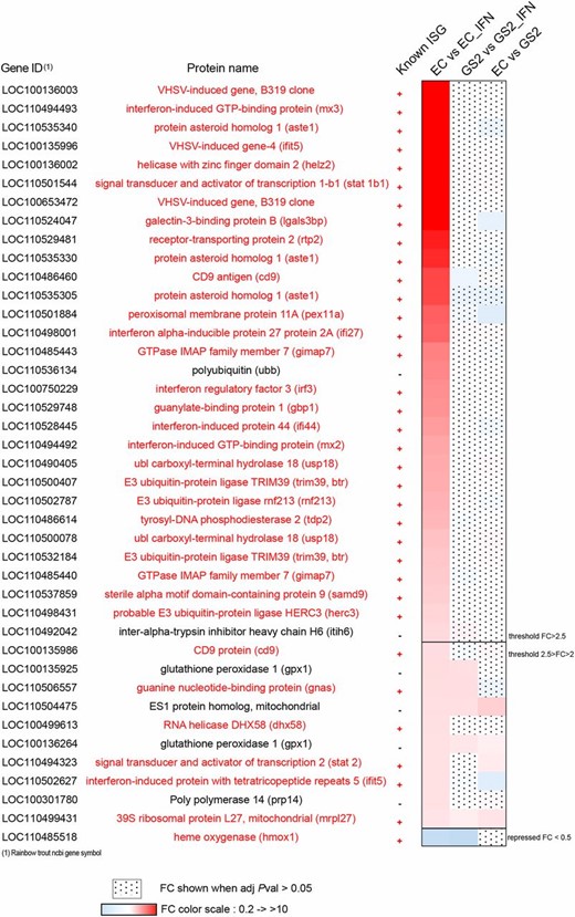 FIGURE 4. Whole transcriptome analysis of EC and GS2 cells after IFNA2 stimulation. List of the most inducible genes in the EC cell line after incubation with 30 h IFNA2 as determined by whole transcriptome sequencing. The heatmap represents the FC between control and induced conditions for the EC cell lines or the GS2 cell line, or between EC control and GS2 control cells. A complete list of genes significantly modulated by IFNA2 in EC and GS2 cells is provided in Supplemental Table I.