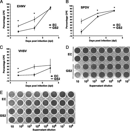 FIGURE 5. Percentage of viral cytopathogenicity after 3-, 5-, or 7-d infection and viral titer in EC and GS2 cell lines. Viral cytopathology measured postinfection with EHNV (A), SPDV (B), and VHSV (C). Visualization of the viral titer determined on EPC cells in supernatant from EC or GS2 cells infected with EHNV for 2 d (D) or VHSV for 5 d (E).