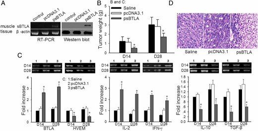 Antitumor effects of sBTLA by local gene transfection. A, Expression of sBTLA in muscle tissue after psBTLA local gene transfection. Naked plasmid DNA was injected into mice i.m. (n = 3 per group), and mRNA and protein levels were determined by RT-PCR and Western blot, respectively, 72 h after transfection. B, Inhibitory effects of in vivo transfection of psBTLA on tumor growth. Mice (n = 5 per group at each time point) were inoculated with TC-1 cells and treated with psBTLA (four times for 14 days and eight times for 28 days) as described in Materials and Methods. C, Effects of sBTLA on immune effects in local tumor tissues. Mice were inoculated with TC-1 cells and treated with saline, pcDNA3.1, or psBTLA. On days 14 and 28 after tumor inoculation, total RNA was isolated from tumor marginal tissues of three mice in each group at each time point, and the transcription levels of BTLA, HVEM, IL-2, IFN-γ, IL-10, and TGF-β were analyzed by RT-PCR and real-time PCR. D, Microscopic findings of TILs with different treatments. Tumor tissues on day 14 after tumor inoculation were sliced and stained with H&E staining. Images are representative of multiple microscopic fields observed (×200) in three mice per group. Data are representative of two independent experiments.