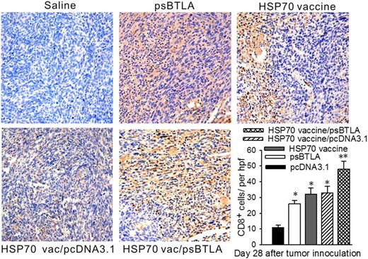 HSP70 vaccine combined with sBTLA increases infiltration of CD8+ T cells in tumor tissue. The tissues were removed from tumor marginal area at day 28 in different treatment groups (n = 5 per group) and stained with anti-mouse CD8 mAb. The number of CD8+ T cells was counted from five high-power fields (×200) in three mice per group.