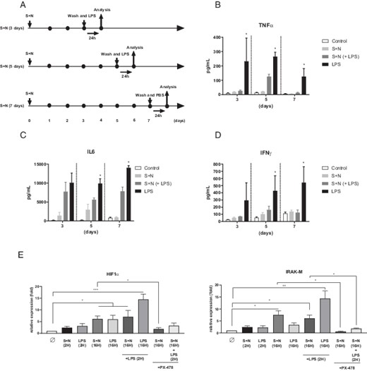 FIGURE 1. S and N recombinant proteins of SARS-CoV-2 induce ET in human monocytes. HVs’ PBMCs were stimulated with SARS-CoV-2 S and N proteins (250 ng/ml S + N each one) and LPS (10 ng/ml) in vitro following the scheme described in (A). TNF-α (B), IL-6 (C), and IFN-γ (D) cytokine production in supernatant of PBMCs treated with the stimuli specified in the legend for the indicated time. Monocytes from HVs were pretreated or not with a specific HIF1α inhibitor, PX-478 (15 µM), for 3 h previous to the stimulation with SARS-CoV-2 S and N proteins (250 ng/ml S + N each) or LPS (10 ng/ml). After 16 h of stimulation, monocytes were restimulated or not with LPS (10 ng/ml) for 2 h. *p < 0.05, Mann–Whitney t test versus S + N + LPS condition; n = 5. (E) HIF1α (left panel) and IRAK-M (right panel) relative expression in monocytes including all stimulation conditions. A specific HIF1α inhibitor, PX-478 (15 μM), was used in the indicated conditions. *p < 0.05, **p < 0.01, Mann–Whitney t test versus control condition (Φ) and S + N at 16 h and LPS at 2 h versus S + N at 16 h and LPS at 2 h + PX-478, and S + N at 16 h + LPS at 2 h versus S + N at 16 h + LPS at 2 h + PX-478 conditions; n = 5.