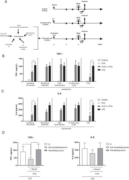 FIGURE 2. Effect of different pretreatments on S and N recombinant proteins of SARS-CoV-2 in the ET induction. HVs’ PBMCs were stimulated with SARS-CoV-2 S and N proteins (250 ng/ml S + N each one) for 5 d after been pretreated with different conditions in vitro following the scheme described in (A). Then, cells were stimulated or not with LPS (10 ng/ml) for 24 h. TNF-α (B) and IL-6 (C) cytokine production in supernatant of PBMCs. *p < 0.05, Mann–Whitney t test LPS versus S + N + LPS condition; n = 5. (D) TNF-α (left panel) and IL-6 (right panel) cytokine production in supernatant of PBMCs treated or not with S and N (250 ng/ml S + N each) proteins of SARS-CoV-2 in presence or not of a neutralizing serum for 5 d and then stimulated with LPS (10 ng/ml) for 24 h. *p < 0.05, Mann–Whitney t test control condition (Φ) versus S + N + LPS with nonneutralizing and neutralizing serum conditions; n = 5.