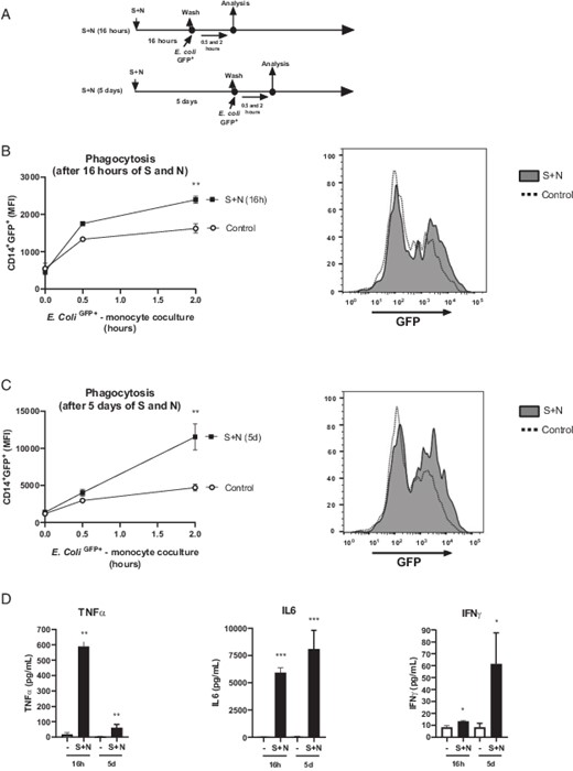 FIGURE 3. S and N recombinant proteins of SARS-CoV-2 enhance phagocytosis ability of human monocytes. HVs’ monocytes were prestimulated with SARS-CoV-2 S and N proteins (250 ng/ml S + N each one) in vitro for 16 h and 5 d, then washed and cultured with GFP-labeled E. coli for 0.5 and 2 h. (A) Schematic procedure of the in vitro model. MFI of GFP on gated CD14+ cells from 16 h (B) or 5 d (C) S + N prestimulated monocytes (left panels). Representative histograms are shown in right panels. (D) TNF-α (left panel), IL-6 (central panel), and IFN-γ (right panel) production of monocytes prestimulated with SARS-CoV-2 S and N proteins (250 ng/ml S + N each one) in vitro for 16 h and 5 d. *p < 0.05, **p < 0.01, ***p < 0.001, Mann–Whitney t test versus control; n = 3.