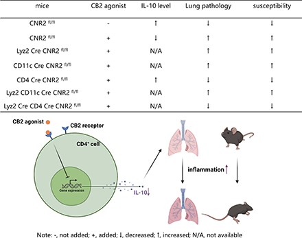 Graphical Abstract
