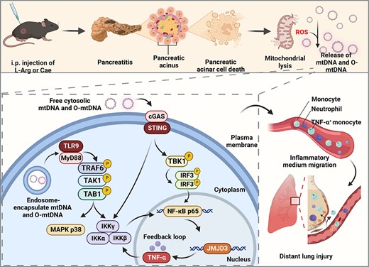 Graphical Abstract