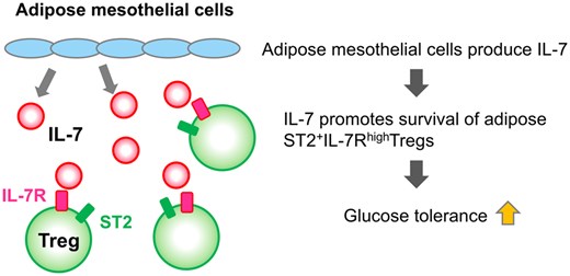 制御性T細胞のIL-7受容体は2型糖尿病抑制に必要である~内臓脂肪における制御性T細胞の維持機構を解明~ 制御性T細胞のIL-7受容体は2型糖尿病抑制に必要である~内臓脂肪における制御性T細胞の維持機構を解明~