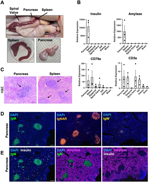 The nurse shark pancreas contains organized immune tissue. (A) Image showing the anatomical location of the nurse shark pancreas with respect to the spiral valve and spleen. Dissection shows the pancreas is a discrete organ, separate from the spleen, with a distinct morphology and color. (B) RT-qPCR analysis of nurse shark insulin, amylase, CD79a, and CD3e transcripts in select tissues taken from immunized animals. Transcript levels are expressed as arbitrary units normalized against the reference genes RPS13 and RPS29. All RT-qPCR reactions were performed in duplicate wells. The results are presented as the mean ± SE for 3 animals providing 3 biological replicates (n = 3). (C) Hematoxylin and eosin staining of nurse shark pancreas tissue sections identifies dense aggregates of cells (indicated with arrows) visually similar to the B cell follicles found in nurse shark spleen. (D) Representative RNAscope in situ hybridization images of nurse shark pancreas showing the transcript expression of the three nurse shark heavy chain isotypes (IgM, IgNAR, and IgW). (E) Representative RNAscope in situ hybridization images demonstrating the location of IgM+ pancreatic B cell follicles (green) with respect to insulin (white) and amylase (magenta) transcribing cells. (C–E) Images are representative of two nurse sharks that were euthanized 50 d post-prime with PE, providing two biological replicates (n = 2). Scale bars = 100 µm.