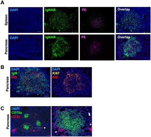 Pancreatic B cell follicles exhibit functional hallmarks of B cell selection. (A) Fluorescent microscopy images of nurse shark pancreas and spleen tissue showing the localization of nondegraded PE (magenta) in the center of B cell follicles 50 days post-prime with PE. (B) Representative RNAscope in situ hybridization image of nurse shark pancreas showing AID+ and Ki67+ cells localized at the periphery of the B cell follicles. (C) Representative RNAscope in situ hybridization images of nurse shark pancreas show T cell aggregates associated with B cell follicles. Aggregates indicated with arrows. (B–C) Images are representative of 2 nurse sharks that were euthanized 50 d post-prime with PE, providing 2 biological replicates (n = 2). Scale bars = 100 µm.