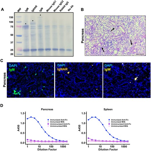 Nurse shark pancreas is a site of antigen-specific Ig production following immunization. (A) Western blot of biotinylated nurse shark pancreas tissue lysate following immunoprecipitation with antibodies targeting each of the three nurse shark Ig heavy chains or isotype controls corresponding to each primary antibody. Precipitated lysate was run on reducing SDS-PAGE gel prior to transfer. Lane (1) Ladder, (2) Anti-IgM, (3) Anti-IgNAR, (4) Anti-IgW, (5) Anti-Mouse IgG1, (6) Anti-Mouse IgG2, (7) Anti-Rabbit IgG, and (7) no primary antibody. (B) Hematoxylin and eosin staining of nurse shark pancreas tissue sections indicating aggregates of cells around the pancreatic ducts. (C) Representative RNAscope in situ hybridization images of nurse shark pancreas tissue show IgM-, IgNAR-, and IgW-bright cells (indicated with arrows) associated with the pancreatic ducts. (D) Antigen-binding ELISA detects ferritin (Fn)-specific IgM in both pancreas and spleen tissue lysates 100 days post-prime with Fn. Fn-specific IgM binding was compared to that of an unimmunized nurse shark. All lysates were also tested against blocking agent (milk) to assess non-specific binding. Samples were run in duplicate to provide technical replication. (B, C) Images are representative of 2 nurse sharks that were euthanized 50 d post-prime with PE, providing two biological replicates (n = 2). Scale bars = 100 µm.