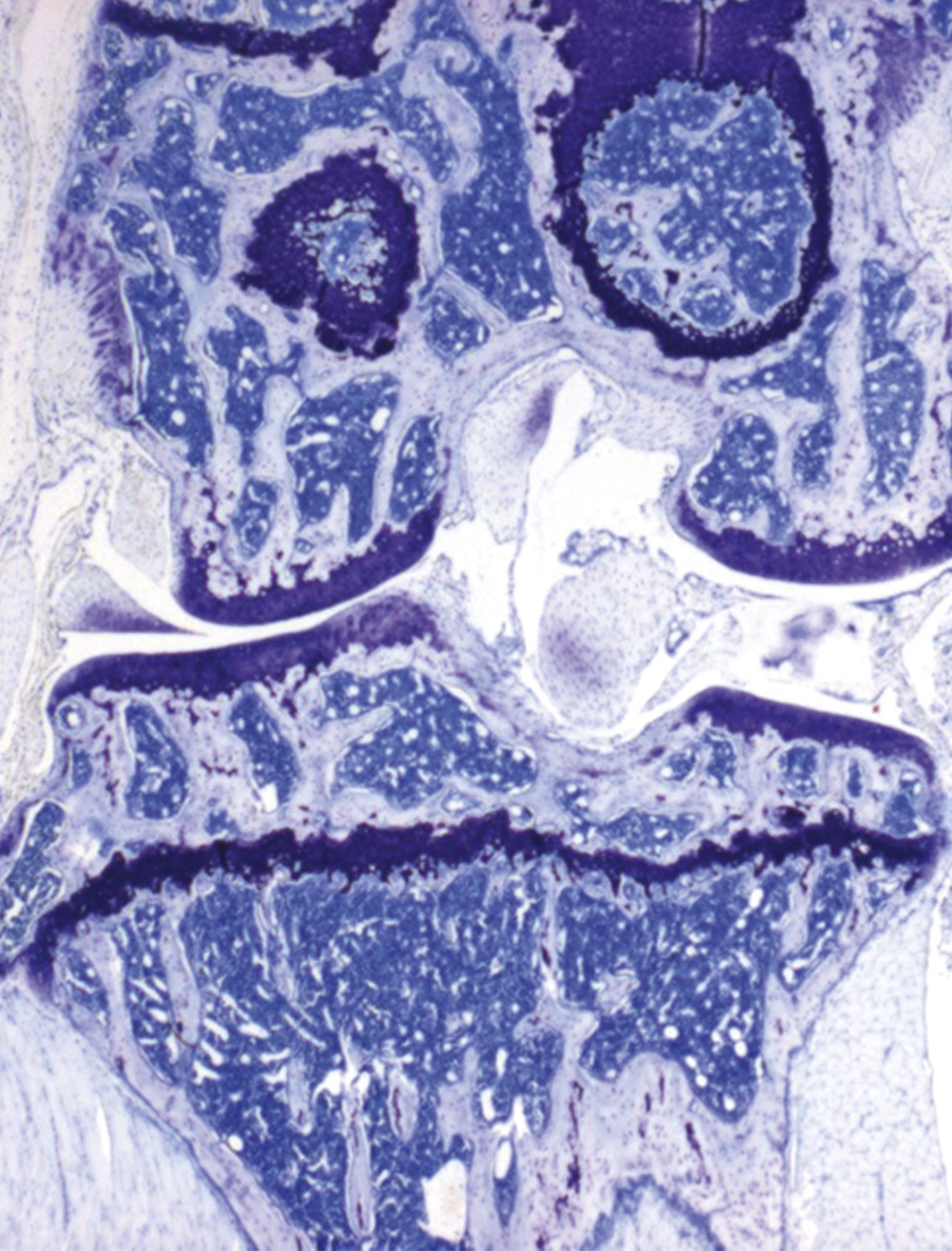 issue cover
