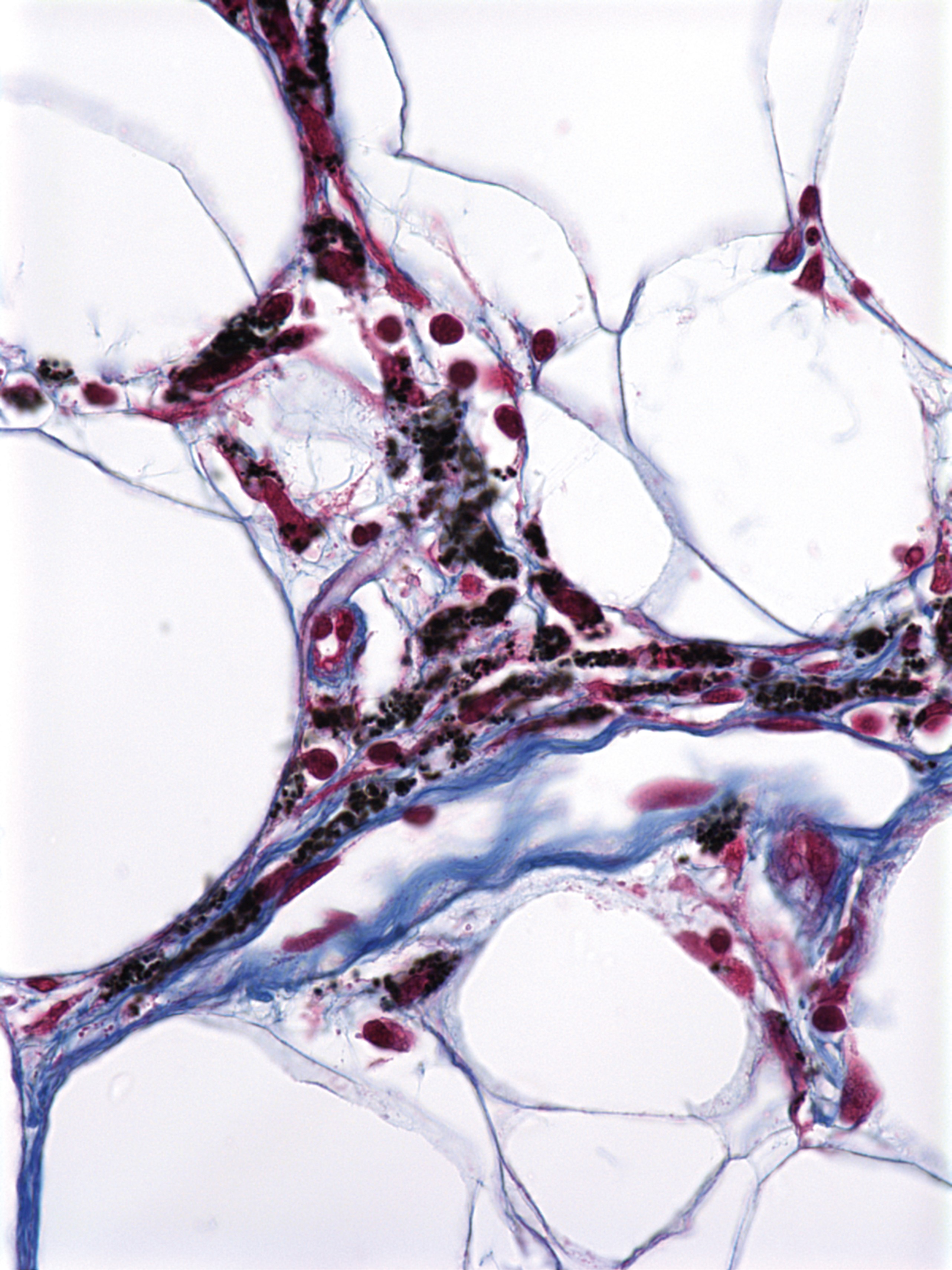 issue cover