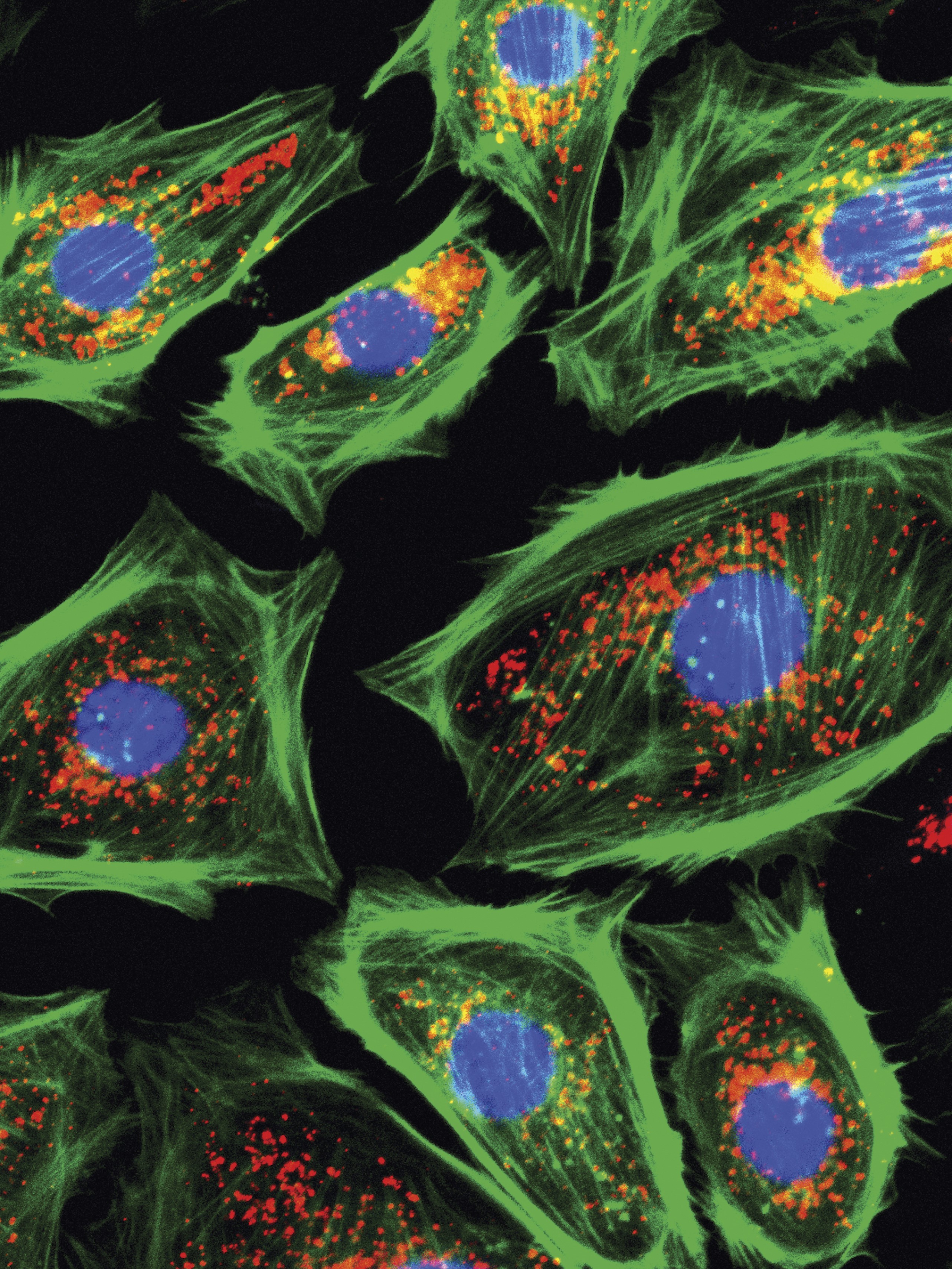 issue cover