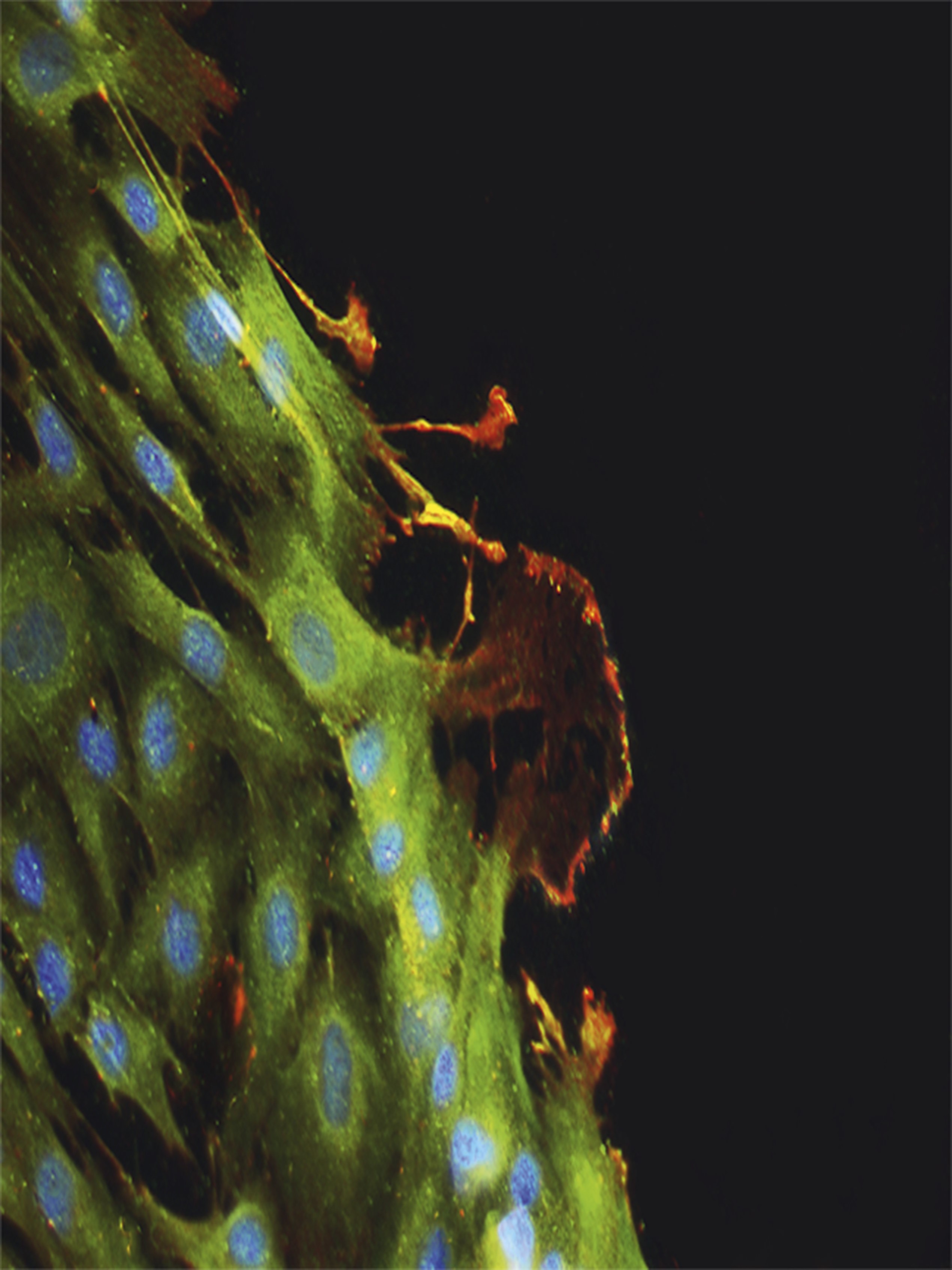 issue cover