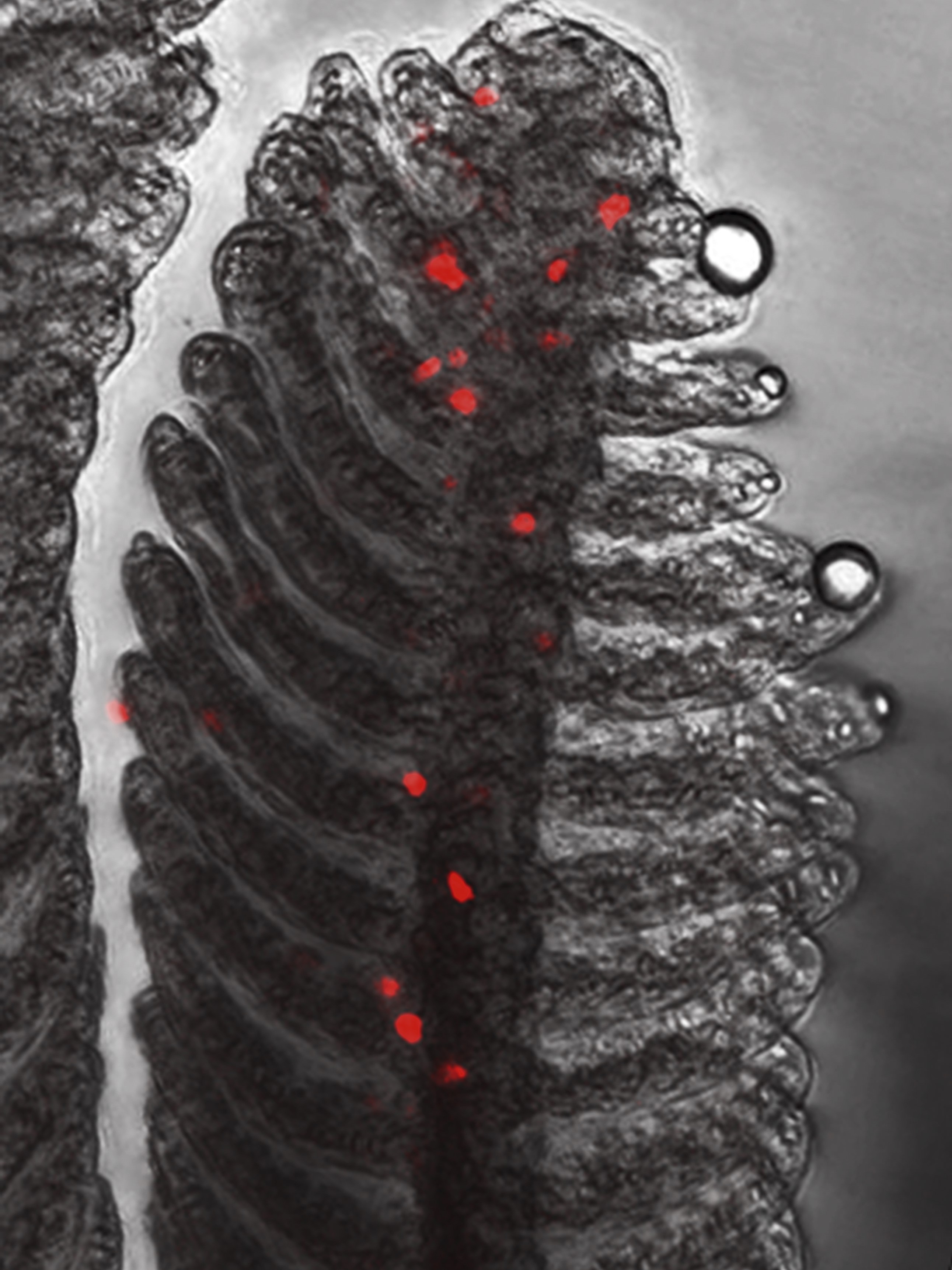 issue cover
