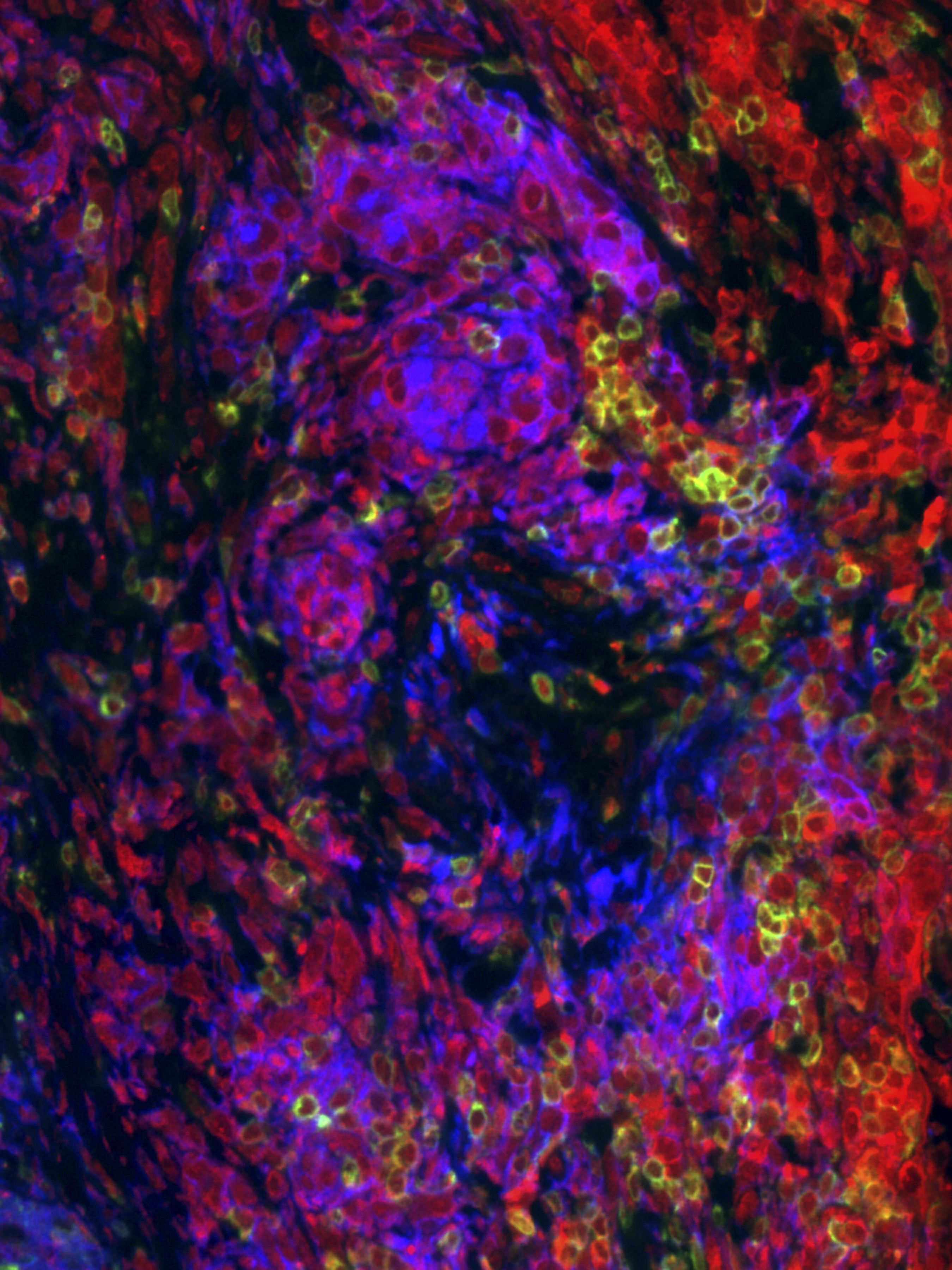 issue cover
