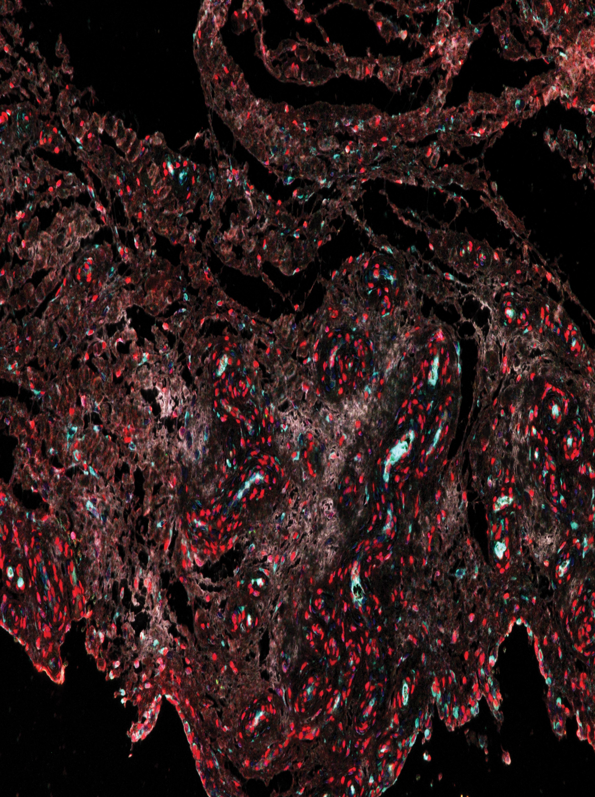 issue cover
