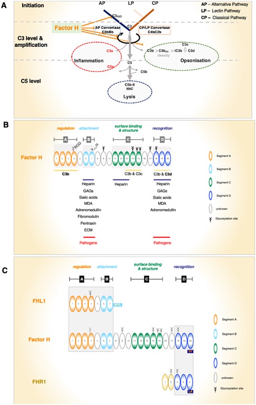 (A) Factor H controls multiple steps of proximal complement. The central steps of complement activation: the AP, LP, and CP induce C3 convertase and C5 convertases. Activation results in 3 major effector functions: inflammation by the activation products C3a and C5a, opsonization by surface-deposited C3b and by C3b split products, and cell lysis is induced by C5b-9n, also termed membrane attack complex (MAC) or terminal complement complex. Factor H (i) controls C3(H2O) AP tick-over activation of the AP; (ii) targets C3 activation; (iii) controls the activity of the AP C3 convertase, C3bBb (decay accelerating activity); (iv) adjusts the AP amplification loop; and (v) assists Factor I in the progression and inactivation of C3b (cofactor activity). (B) Elongated Factor H domain structure and binding segments. Factor H domain structure with the 4 binding and functional units (i.e. segments). Factor H has 3 C3-interacting segments, each of which has a preference for different C3 variants and binds with different affinities to the C3 fragments. Factor H has 3 heparin binding regions. The binding sites and identified ligands are shown. Segment A has regulatory functions, Segment B has a role in attachment, the function of segment C is not defined in detail so far, and segment D is involved in surface recognition. Please note that segments A and B bind single ligands, either C3 or surface constituents, and segments C and D bind both C3 and surface ligands. (C) FHL1 and FHR1 share identical and related domains with Factor H. FHL1 is derived from the Factor H gene and FHR1 is encoded by a separate unique gene. FHL1 shares the 7 N-terminal SCR domains with Factor H including the N-terminal regulatory and the attachment recognition region. FHR1, which forms dimers in solution, shares the 3 C-terminal SCRs (i.e. the attachment and sensor region D). Shared functional segments and SCR domains are highlighted by darker background boxes.