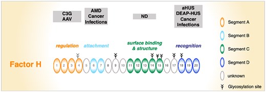 Specific segments or functional units of Factor H are targeted in human diseases. Segment A is mainly affected in C3G and AAV. Segment B contains the AMD-relevant Y402H polymorphism. Both variations affect Factor H and FHL1. Segment C has not been associated with disease so far. Segment D is often altered in aHUS and is the major target for autoantibodies in DEAP-HUS. In addition, pathogenic microbes attach Factor H (and also FHL1) to their surface via segment B, and they also acquire Factor H and FHR1 via segment D. ND, not determined.