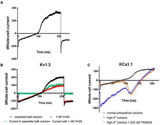 Biophysical and pharmacological characterization of Kv1.3 and KCa3.1 channels in CEM-CAR cells. (A) Whole-cell current trace recorded in CD19-CAR expressing CEM cell using 200-ms-long voltage-ramp protocol ranging from -120 mV up to +50 mV, holding potential was −70 mV (see Materials and methods). (B) Current traces were registered in the absence (black line) and presence of 1 nM Vm24 (red line) in aspartate bath solution using ramp protocol described in panel A. Green line is the difference of the black and red records exhibiting the Kv1.3 whole-cell current. (C) Current traces were recorded in normal extracellular solution (black line), then in high K+ solution (blue line) and finally in the presence of 200 nM TRAM34 dissolved in high K+ solution (orange line). The same voltage ramp protocol was used as in A and B.