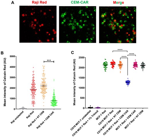 CEM-CAR cells eliminate Raji target cells. (A) Confocal images of Raji (CD19+) cells loaded with Calcein Red-AM (red, Raji Red) and CEM-CAR cells (green: sGFP-CD19-CAR, CEM-CAR) co-incubated for 3 h. (B) Mean fluorescence intensity of Calcein Red in Raji cells detected after 3 hour-incubation (Raji unlabeled: no Calcein Red-AM, Raji Red: only Raji cells, Raji Red + NT CEM: coincubation of Raji Red and NT CEM cells, Raji Red + CEM-CAR: coincubation of Raji Red and CEM-CAR T cells). (C) Mean fluorescence intensity of Calcein Red in MCF-7 and CD19 MCF-7 cells (CD19 MCF-7 unlabeled: no Calcein Red-AM, CD19 MCF-7 Red + 1% TritonX: CD19-MCF7 cells loaded with Calcein Red-AM, incubated with 1% TritonX, MCF-7 Red: only MCF-7 cells loaded with Calcein Red-AM, CD19 MCF-7 Red: only CD19 MCF-7 cells, CD19 MCF-7 Red + CEM NT: coincubation of CD19 MCF-7 Red and CEM NT cells, CD19 MCF-7 Red + CEM CAR: coincubation of CD19 MCF-7 Red and CEM CAR cells, MCF-7 Red + CEM CAR: MCF-7 Red coincubated with CEM CAR, MCF-7 Red + CEM NT: coincubation of MCF-7 Red and CEM NT cells. A symbol represents the mean intensity of Calcein Red determined for one cell. Horizontal lines: mean ± SEM; N ≥ 106 (Raji), 50 (MCF-7, CD19 MCF-7); ***P < 0.001, ****P < 0.0001.