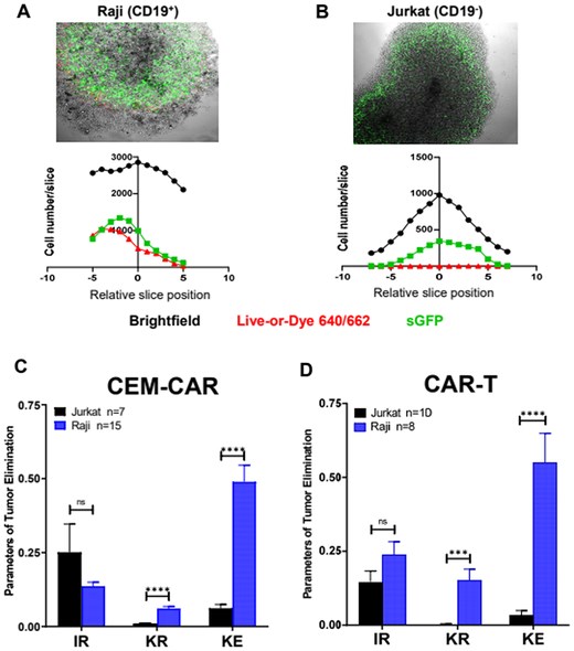 CEM-CAR and CAR-T cells eradicate the tumor cells of spheroid. Confocal images on the infiltrated CEM-CAR cells into (A) Raji (CD19+) and (B) Jurkat (CD19-) tumor spheroids (top row). The images represent a middle slice of z-stack images. Histograms display the total (black), dead (Live-or-Dye 640/662 positive cells, red) and CEM-CAR (sGFP-CD19-CAR expressing, green) cell number in a slice vs. relative slice position (0 position: middle section, bottom row). (C) The tumor elimination of CEM-CAR cells depicted with the infiltration rate (IR), killing rate (KR) and killing efficiency (KE) after 24 h for 15 Raji (blue) and 7 Jurkat (black) spheroids. (D) Parameters of tumor elimination (IR, KR and KE) of CAR-T cells are displayed (incubation: 24 h) for 8 Raji (blue) and 10 Jurkat (black) spheroids. Data are plotted as mean ± SEM; ***P < 0.001; ****P < 0.0001; n.s., not significant.