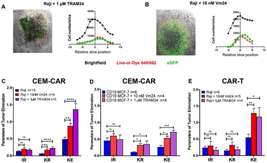Ion channel inhibitors enhance the eradication of tumor spheroid. Confocal images of infiltration of CEM-CAR cells into Raji (CD19+) tumor spheroid presence of 1 µM TRAM34 (A) and 10 nM Vm24 (B) (left). The images represent a middle slice of z-stack images. Histograms display the total (black), dead (Live-or-Dye 640/662 positive cells, red) and CEM-CAR (sGFP-CD19-CAR expressing, green) cell number in a slice vs. relative slice position (0 position: middle section, right). (C) The tumor elimination of CEM-CAR cells in the presence of TRAM34 (1 µM, KCa3.1 blocker) or Vm24 (10 nM, Kv1.3 inhibitor) depicted with IR, KR and KE after 24 h for 15 Raji (blue) and 4 Raji along with 10 nM Vm24 (red, Raji + 10 nM Vm24), and 5 Raji with 1 µM TRAM34 (purple, Raji + 1 µM TRAM34) spheroids. (D) Parameters of tumor elimination (IR, KR and KE) of CEM-CAR cells with TRAM34 in Vm24 in CD19 MCF-7 cells are calculated for 6 CD19 MCF-7 (blue), 4 CD19 MCF-7 with 10 nM Vm24 (red, CD19 MCF-7 + 10 nM Vm24), and 4 CD19 MCF-7 along with 1 µM TRAM34 (purple, CD19 MCF-7 + 1 µM TRAM34). (E) Parameters of tumor elimination (IR, KR and KE) of CAR-T cells with TRAM34 and Vm24 are displayed (incubation: 24 h) for 8 Raji (blue, Raji) and 5 Raji with 10 nM Vm24 (red, Raji + 10 nM Vm24), and 4 Raji with 1 µM TRAM34 (purple, Raji + 1 µM TRAM34) spheroids. Data are plotted as mean ± SEM; *P < 0.05; **P < 0.01; ***P < 0.001; ****P < 0.0001; n.s., not significant.