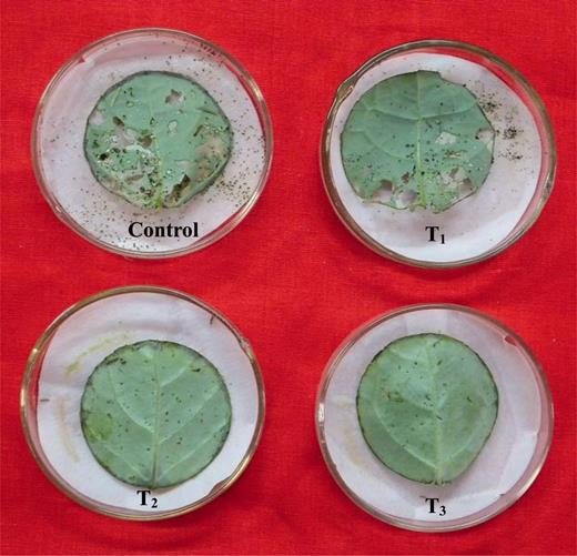 influences of cry1ac broccoli on larval survival and oviposition of in vitro bioassay of the transgenic and nontransgenic broccoli plants with cry1ac resistant p