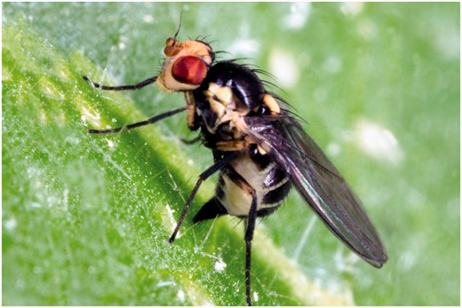 Female Liriomyza huidobrensis using her ovipositor to puncture the surface of a potato leaf.