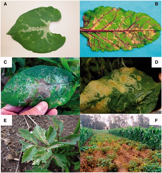 Leaf and field damage of Liriomyza huidobrensis on (A) bean, (B) beet, (C) potato, (D) sweet pepper (black line in tunnels is excrement from the larvae), (E) celery, and (F) potato field in Peru.