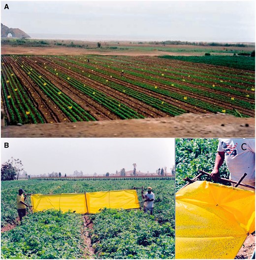 Mass trapping Liriomyza huidobrensis in Peru. (A) Open fields with stationary traps. (B) Two farmers at dawn walking rows with oiled plastic sheet. (C) Thousands of adults caught and removed from the field. A similar device with sticky adhesive on the inside of an inverted ‘V’ frame is used in Guatemala.