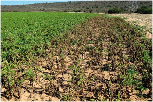 Potato field in South Africa showing leafminer damage to the foliage (right), where the tractor-mounted spray boom (applying insecticides) did not reach.