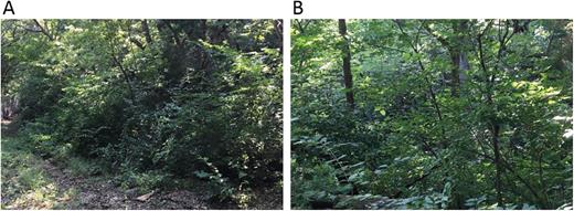 Forested residential (A) and riverine (B) areas located outside of the Sunset Zoo to the South and West, respectively, where red and blue attractive sugar bait solutions were dispersed over nonflowering foliage, respectively, for the intended mosquito migration study conducted in June, 2015. Not pictured in this figure are example nonflowering foliage from North of the Sunset zoo where attractive sugar bait dyed with green was dispersed within the local cemetery. Plant species present in these attractive sugar bait dispersal areas included include Acer rubrum, Cercis canadensis, Gleditsia triacanthos, Juncus sp., Juniperus virginiana, Lonicera sp., ornamental landscape species (present within cemetery), Pinus strobus, Quercus palustris, and Sambucus Canadensis, and various stumps and tree trunks.
