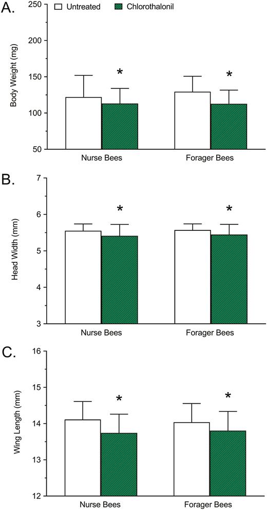 Effects of chlorothalonil exposure on (A) body weight, (B) head width, and (C) wing length of nurse and forager honey bees. Bars represent mean body weight (mg), head width (mm), or wing length (mm) ± standard deviation (n = 90). Asterisks indicate a significant difference between the chlorothalonil treatment and the respective untreated control based on a two-way analysis of variance and Dunnett’s multiple comparison test where P < 0.05 was considered significant.