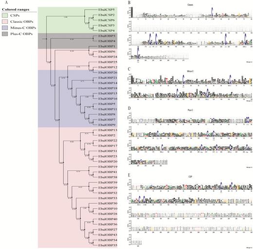 Phylogeny and conserved Cys residues of the OBPs and CSPs identified in E. balteatus. (A) Phylogenetic tree constructed using the neighbor-joining method. Bootstrap values were calculated with 1000 replications using MEGA 5.0 (Tamura et al., 2011). (B–E) Sequence logo plots generated from multiple sequence alignment of (B) classic OBPs, (C) minus-C OBP, (D) plus-C OBPs, and (E) CSPs.